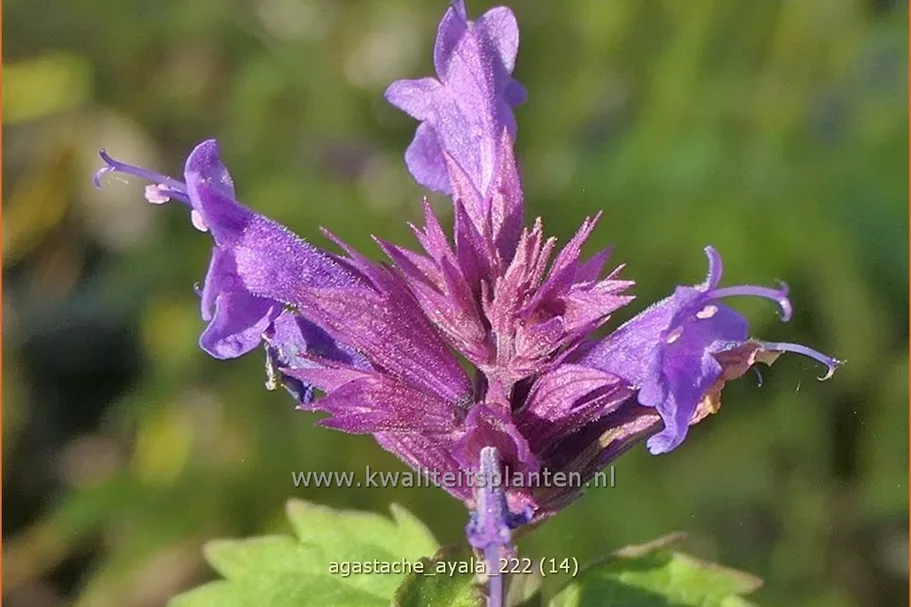Agastache 'Ayala'