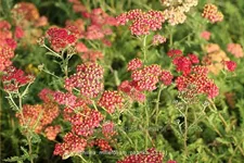 Achillea millefolium 'Paprika'