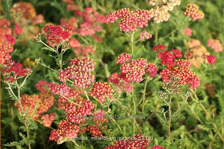 Achillea millefolium 'Paprika'
