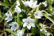 Allium neapolitanum