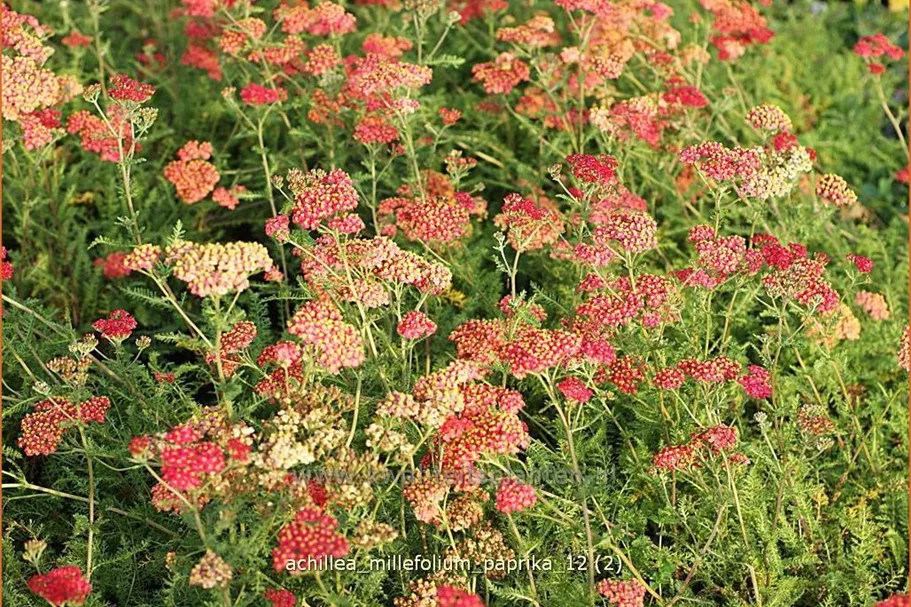 Achillea millefolium 'Paprika'