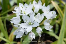Allium neapolitanum