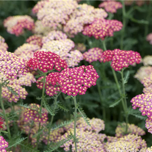 Achillea millefolium 'Paprika'