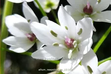 Allium neapolitanum