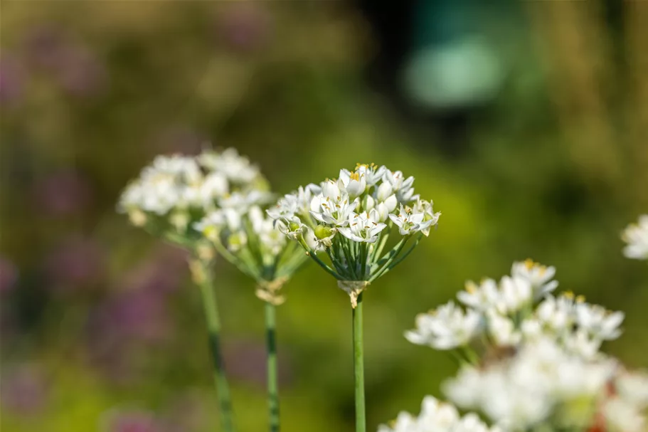 Allium neapolitanum
