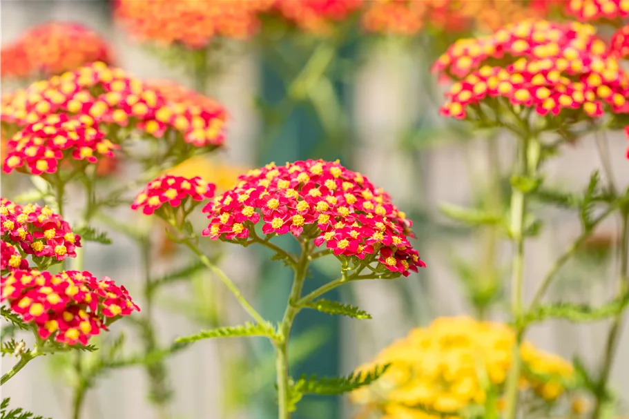 Achillea millefolium 'Paprika'