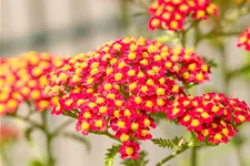 Achillea millefolium 'Paprika'
