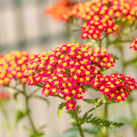 Achillea millefolium 'Paprika'