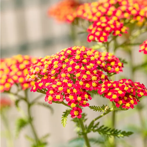 Achillea millefolium 'Paprika'