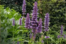 Agastache rugosa 'Black Adder'®