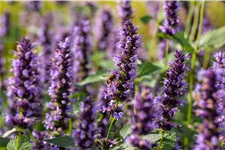 Agastache rugosa 'Black Adder'®