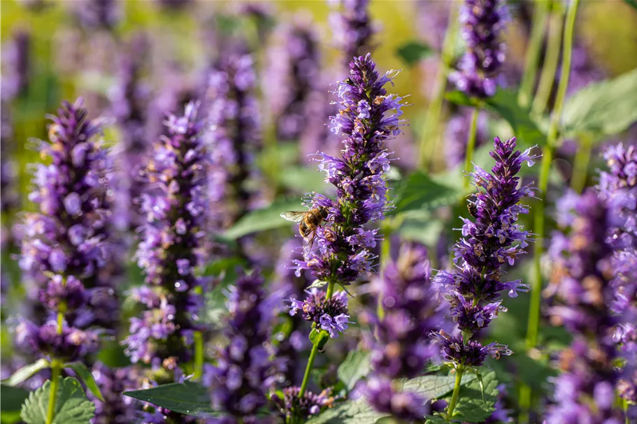 Agastache rugosa 'Black Adder'®