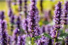 Agastache rugosa 'Black Adder'®