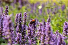 Agastache rugosa 'Black Adder'®