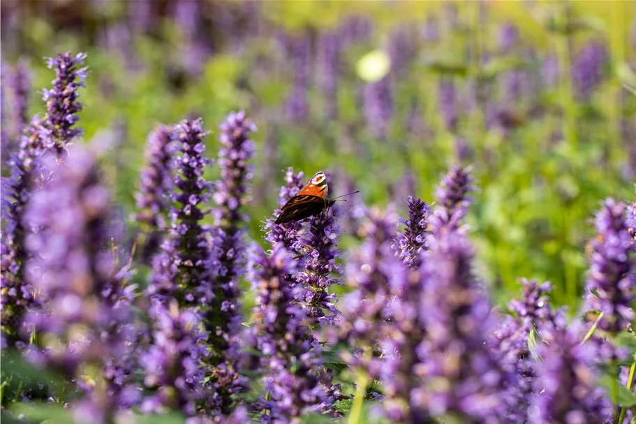 Agastache rugosa 'Black Adder'®