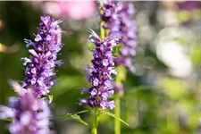 Agastache rugosa 'Black Adder'®