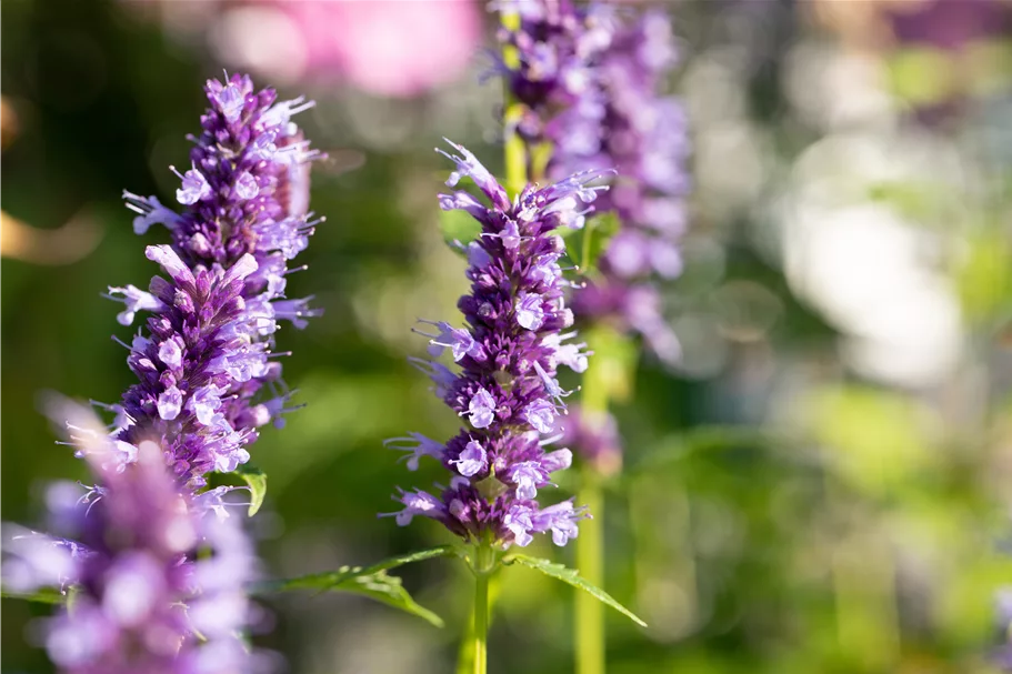 Agastache rugosa 'Black Adder'®