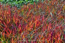 Andropogon hallii 'Purple Konza'