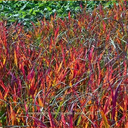 Andropogon hallii 'Purple Konza'