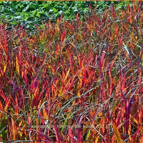 Andropogon hallii 'Purple Konza'