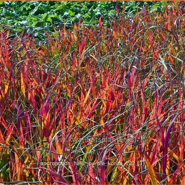 Andropogon hallii 'Purple Konza'