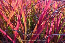 Andropogon hallii 'Purple Konza'