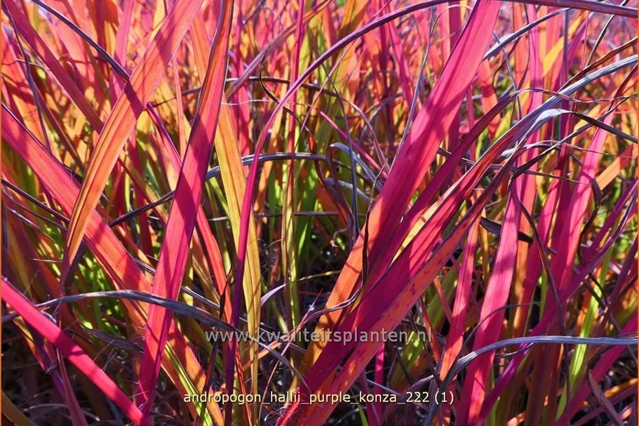 Andropogon hallii 'Purple Konza'
