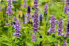 Agastache rugosa 'Black Adder'®
