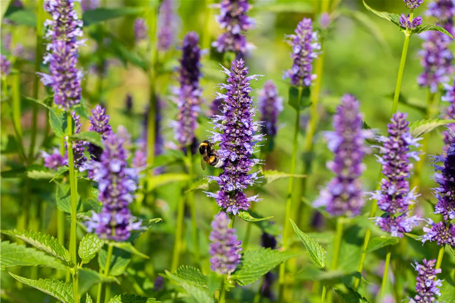 Agastache rugosa 'Black Adder'®