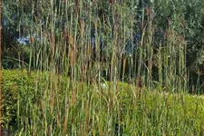 Andropogon hallii 'Purple Konza'