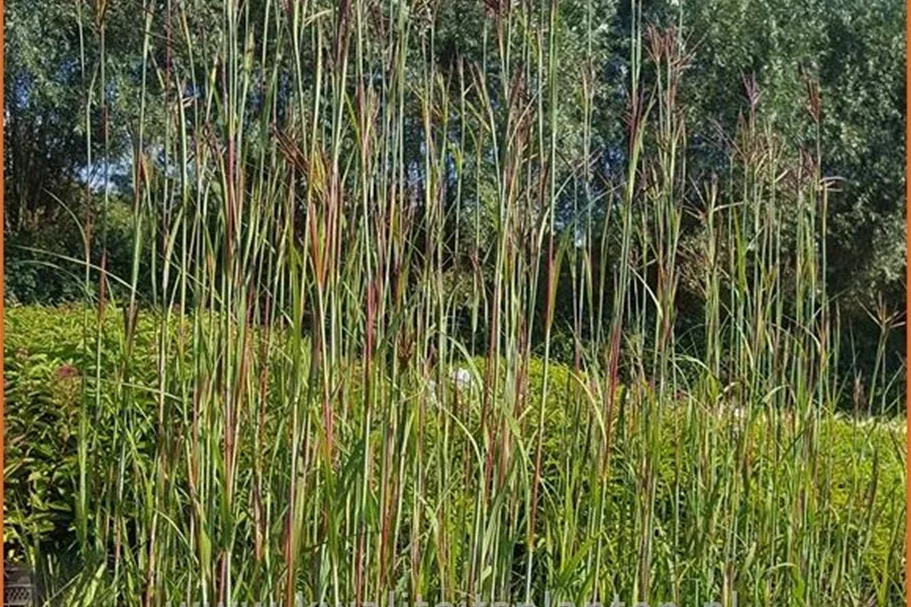 Andropogon hallii 'Purple Konza'