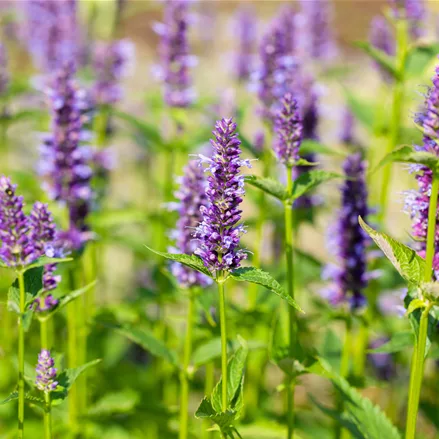 Agastache rugosa 'Black Adder'®
