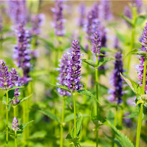 Agastache rugosa 'Black Adder'®