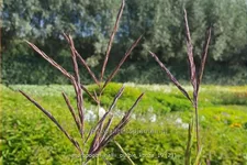 Andropogon hallii 'Purple Konza'