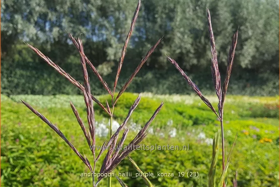 Andropogon hallii 'Purple Konza'