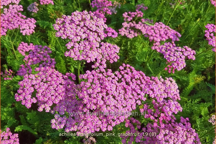 Achillea millefolium 'Pink Grapefruit'