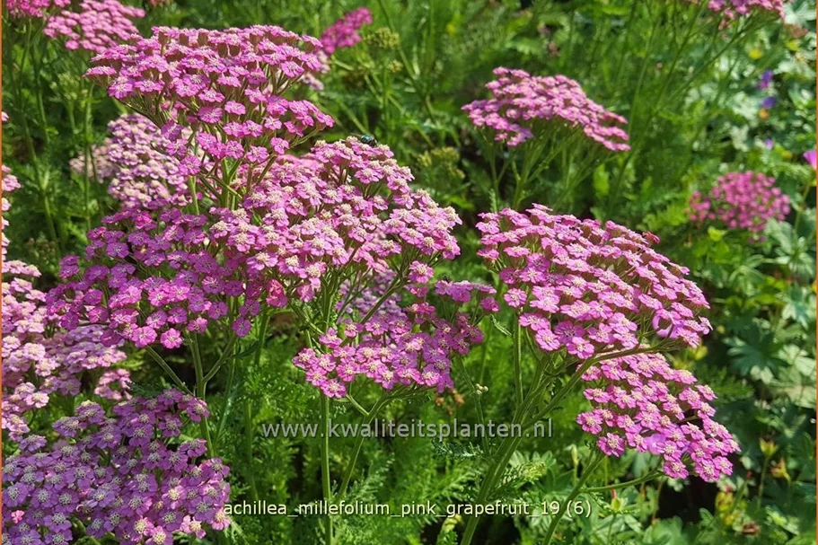 Achillea millefolium 'Pink Grapefruit'