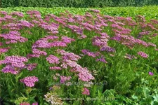 Achillea millefolium 'Pink Grapefruit'