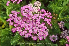 Achillea millefolium 'Pink Grapefruit'