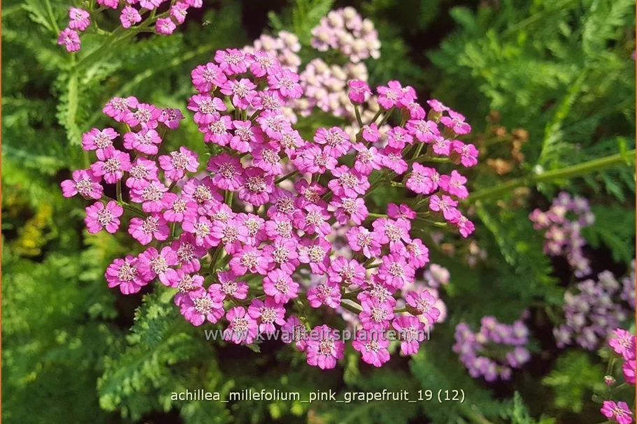 Achillea millefolium 'Pink Grapefruit'