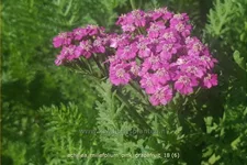 Achillea millefolium 'Pink Grapefruit'