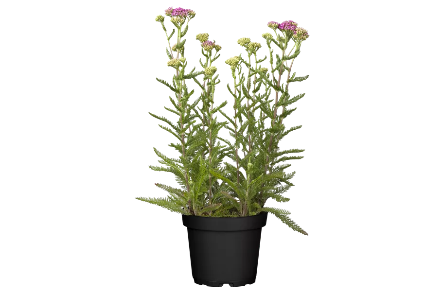 Achillea millefolium 'Pink Grapefruit'