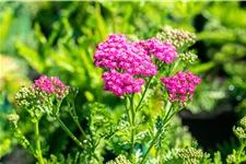 Achillea millefolium 'Pink Grapefruit'