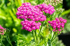 Achillea millefolium 'Pink Grapefruit'