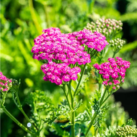 Achillea millefolium 'Pink Grapefruit'