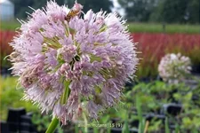 Allium nutans