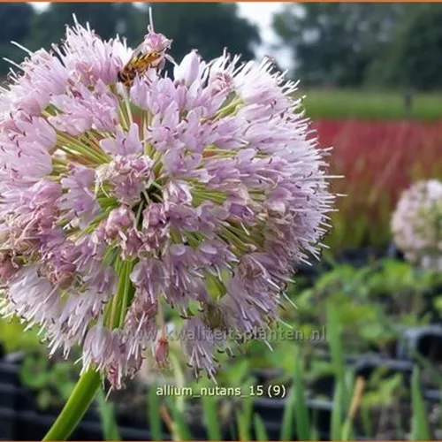 Allium nutans