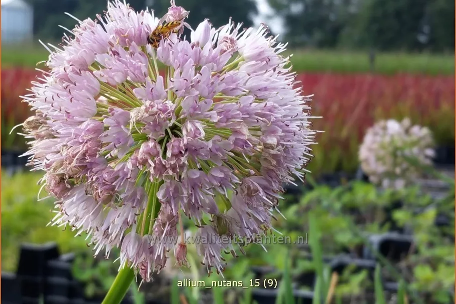 Allium nutans