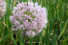 Allium nutans