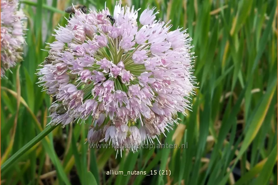 Allium nutans